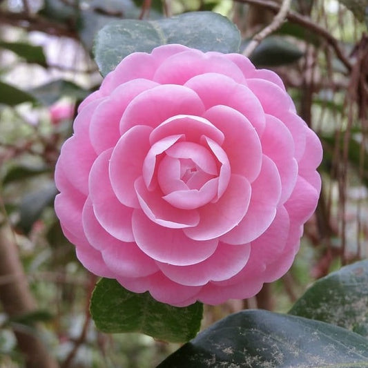 10Pcs Camellia Flower Seeds