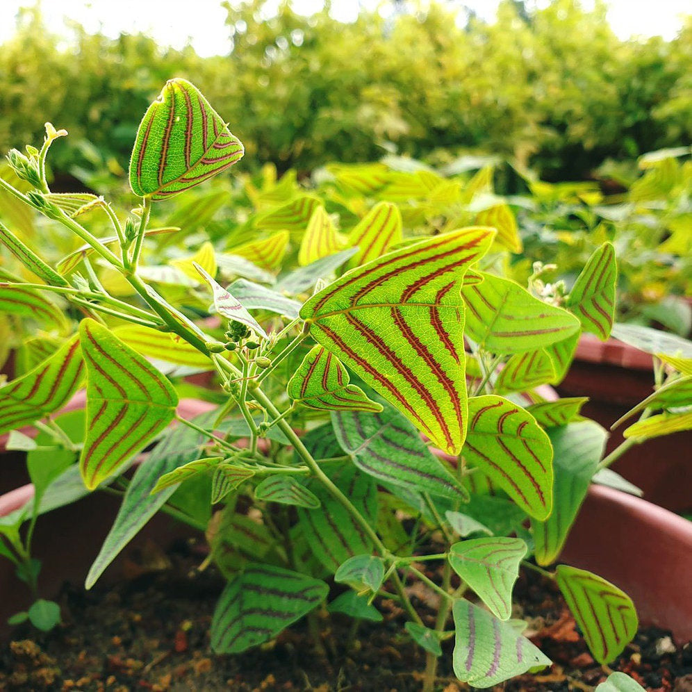 Graines de Christia Obcordata stripped Swallow tail plant seeds