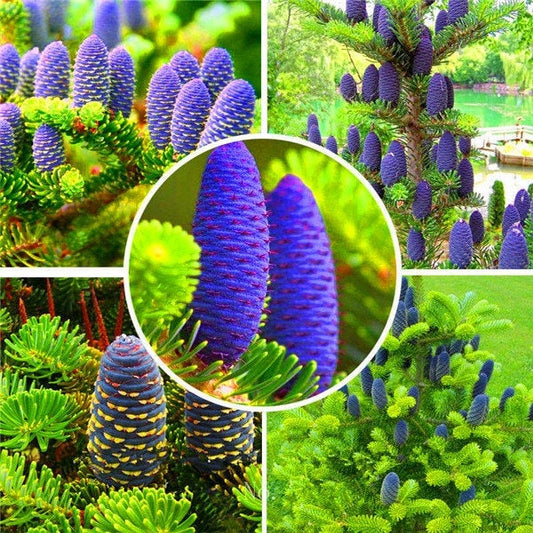 Korean Fir Abies Nordmann Fir (Christmas Tree, Conifer) Tree Flower