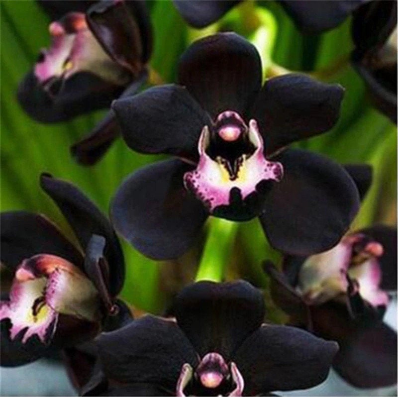 Black Cymbidium Faberi Orchid Flower