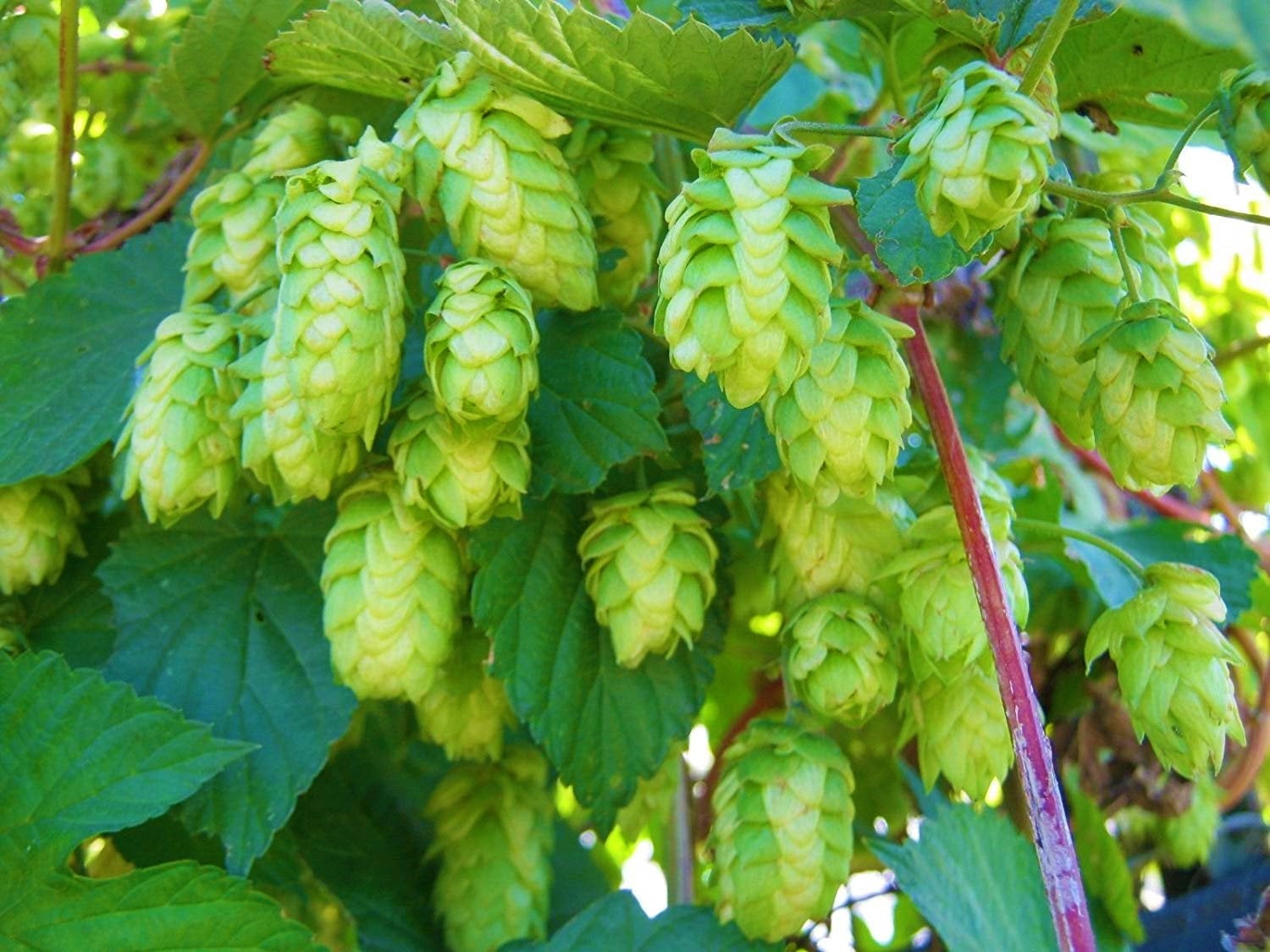 10Pcs Hops (Humulus lupulus) Seeds, Brew Your Own Beer, Easy To Plant ...