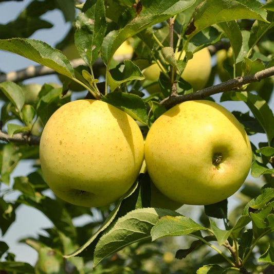 50Pcs Golden Delicious Apple Seeds