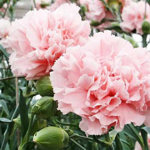 100Pcs Pink Carnation Flower Seeds