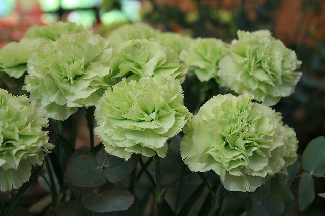 100Pcs Green Carnation Flower Seeds, Green Flower