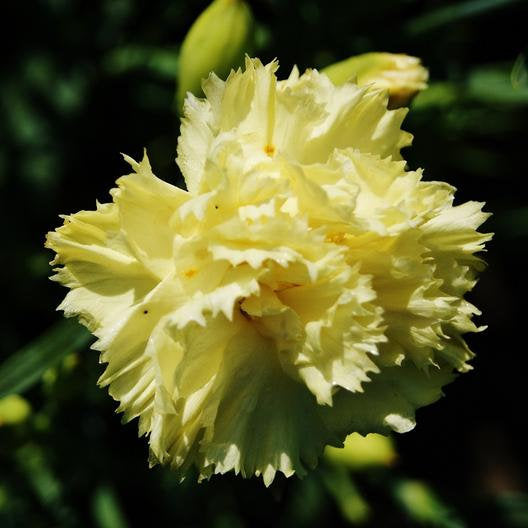 100Pcs Yellow Carnation Flower Seeds, Yellow Flower
