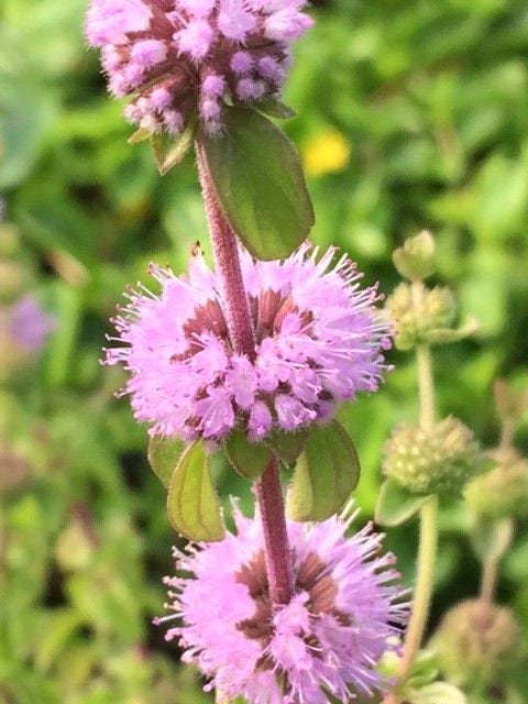 Pennyroyal Mint, Mentha pulegium Plant Seeds