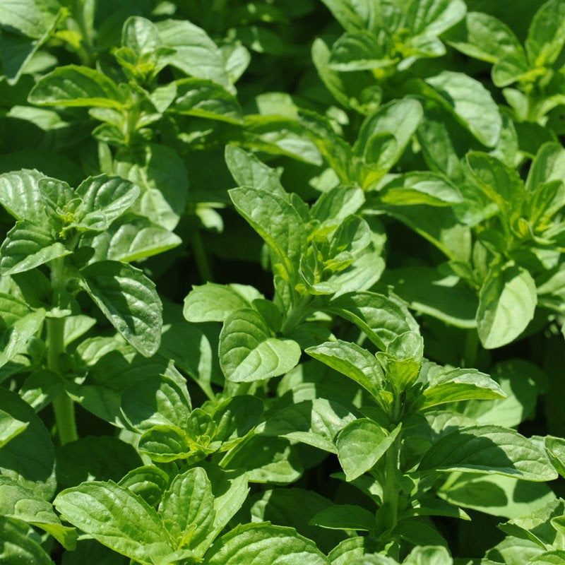 Pennyroyal Mint, Mentha pulegium Plant Seeds