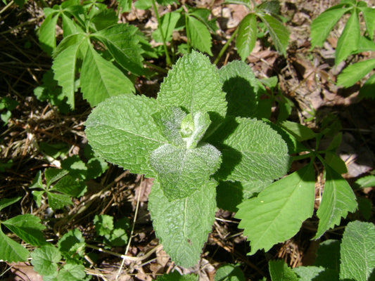 20Pcs Apple Mint Plant Seeds, Mentha suaveolens