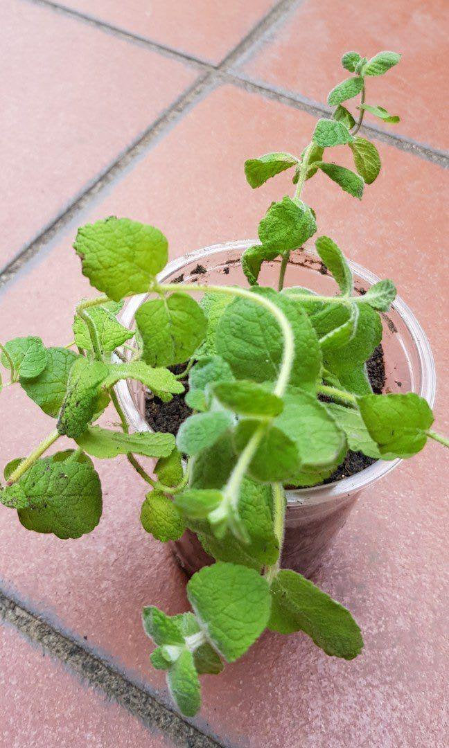 20Pcs Apple Mint Plant Seeds, Mentha suaveolens