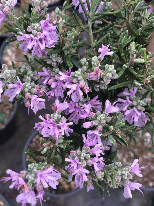 Majorca Pink Rosemary Plant Seeds