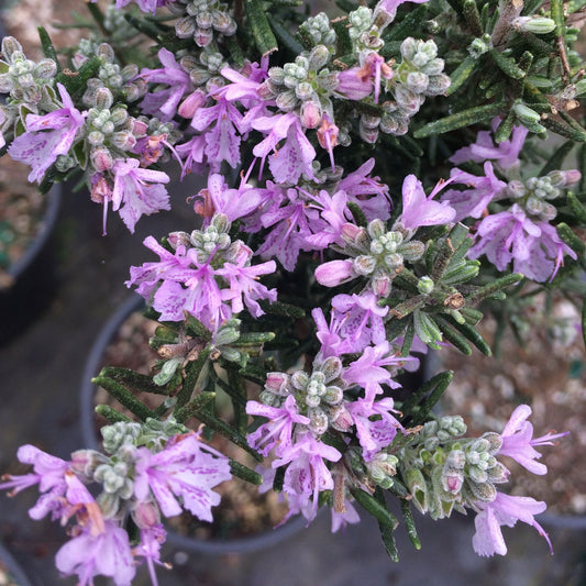 Majorca Pink Rosemary Plant Seeds