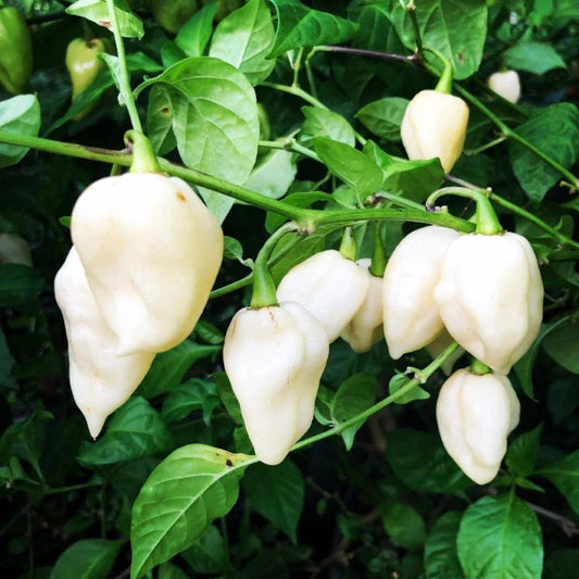 10Pcs White Ghost Pepper Chili Seeds, Bhut Jolokia, White Heat Chili Seeds, Pepper Seeds, Very Spicy