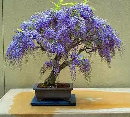 Jacaranda Blue Flower Bonsai Tree