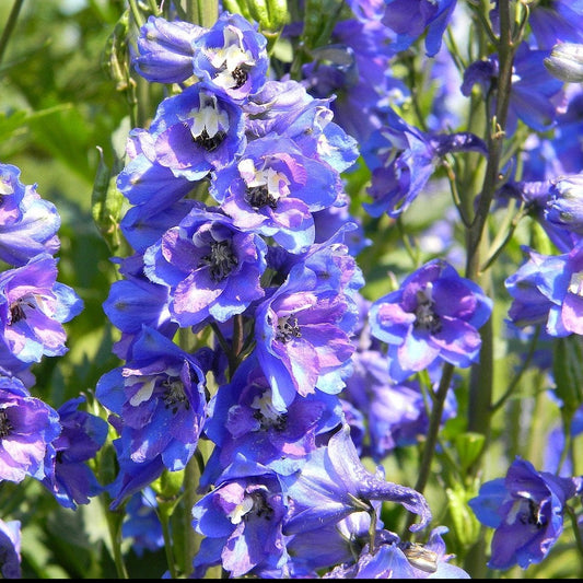 200Pcs Butterfly Delphinium, Attracts Butterflies