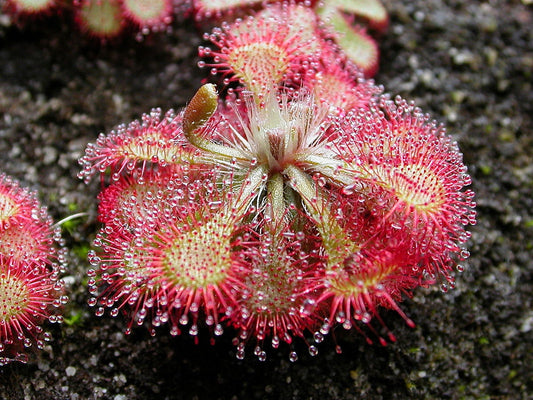 50 CARNIVOROUS SUNDEW PLANT Drosera Flower Seed