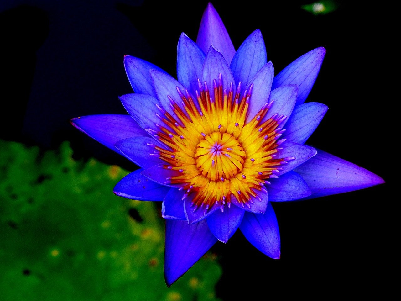 BLUE LOTUS Flower Seeds
