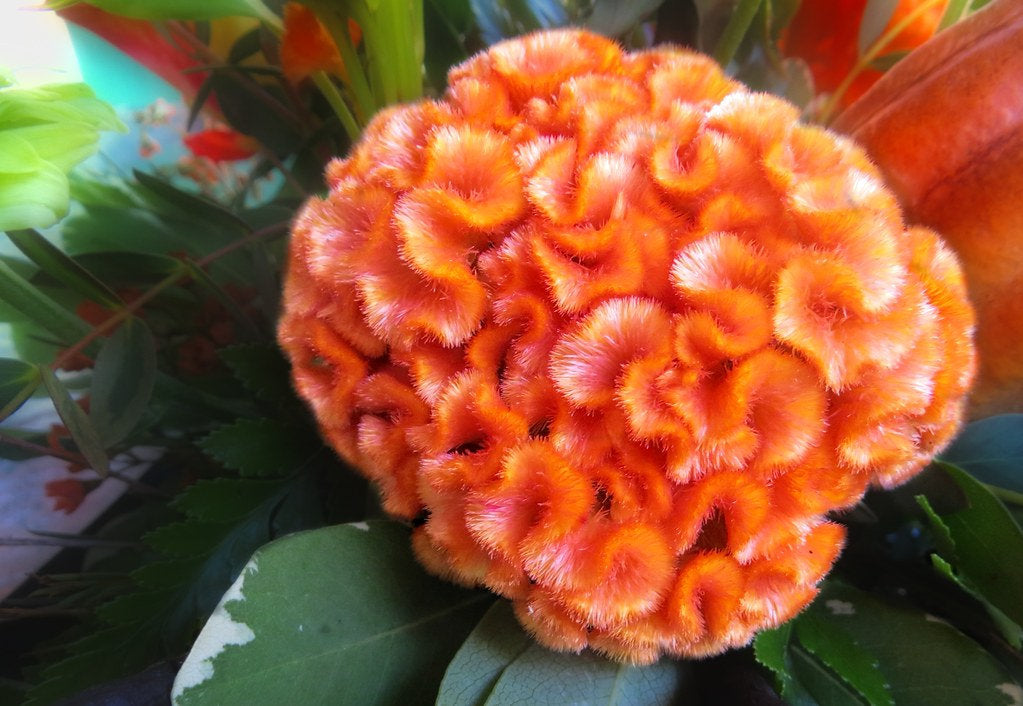 100Pcs Cockscomb (Celosia Spicata), Orange Celosia Seeds