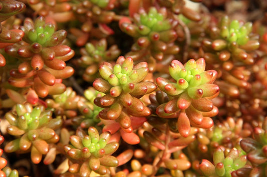 100Pcs Goldmoss Sedum Seeds, Stonecrop Plant Seeds