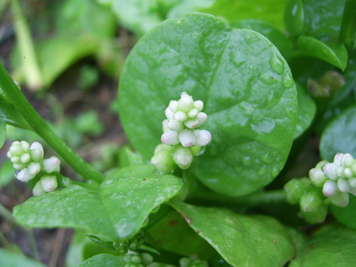 Spinach Plant Seeds, Malabar Spinach Seeds