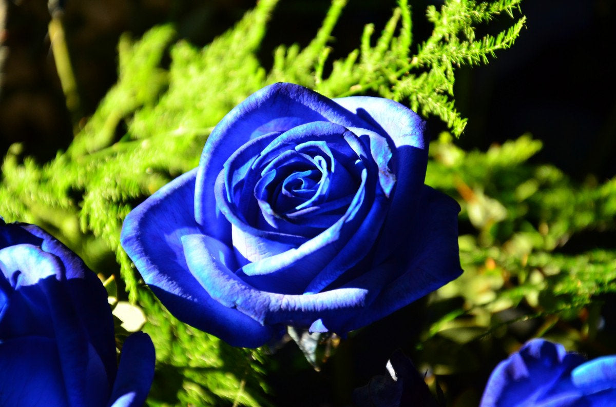 300Pcs Rose Flower Plant Seeds, Rose Bushes Seeds