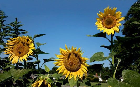 50Pcs Sunflower Plant Seeds, Sunflower seeds