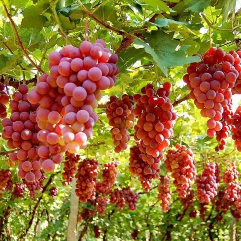 Ruby Roman Grapes 5 Stratified Seeds