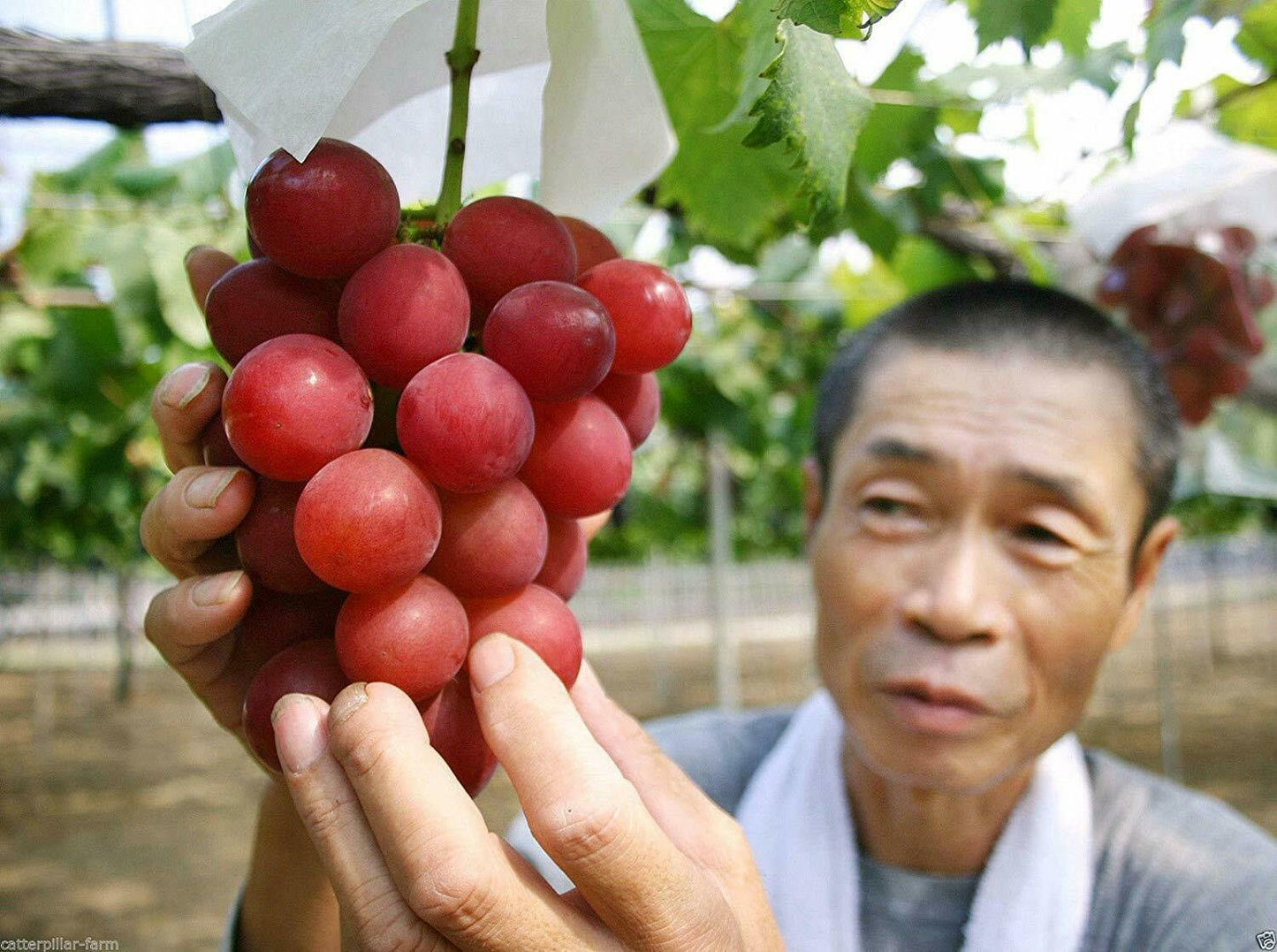 5Pcs Rare Ruby Roman Grapes Stratified Seeds