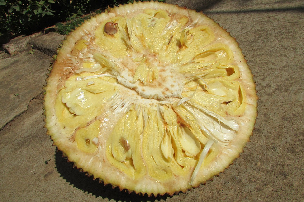 5pcs Jackfruit Seeds