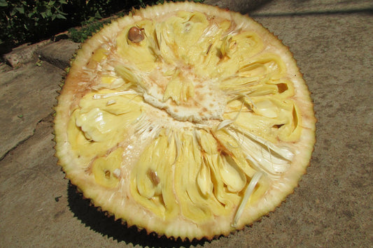 5pcs Jackfruit Seeds