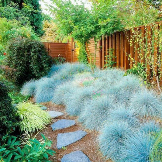 75Pcs Blue Fescue Grass Seeds, Festuca ovina glauca