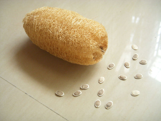 10Pcs Luffa Seeds