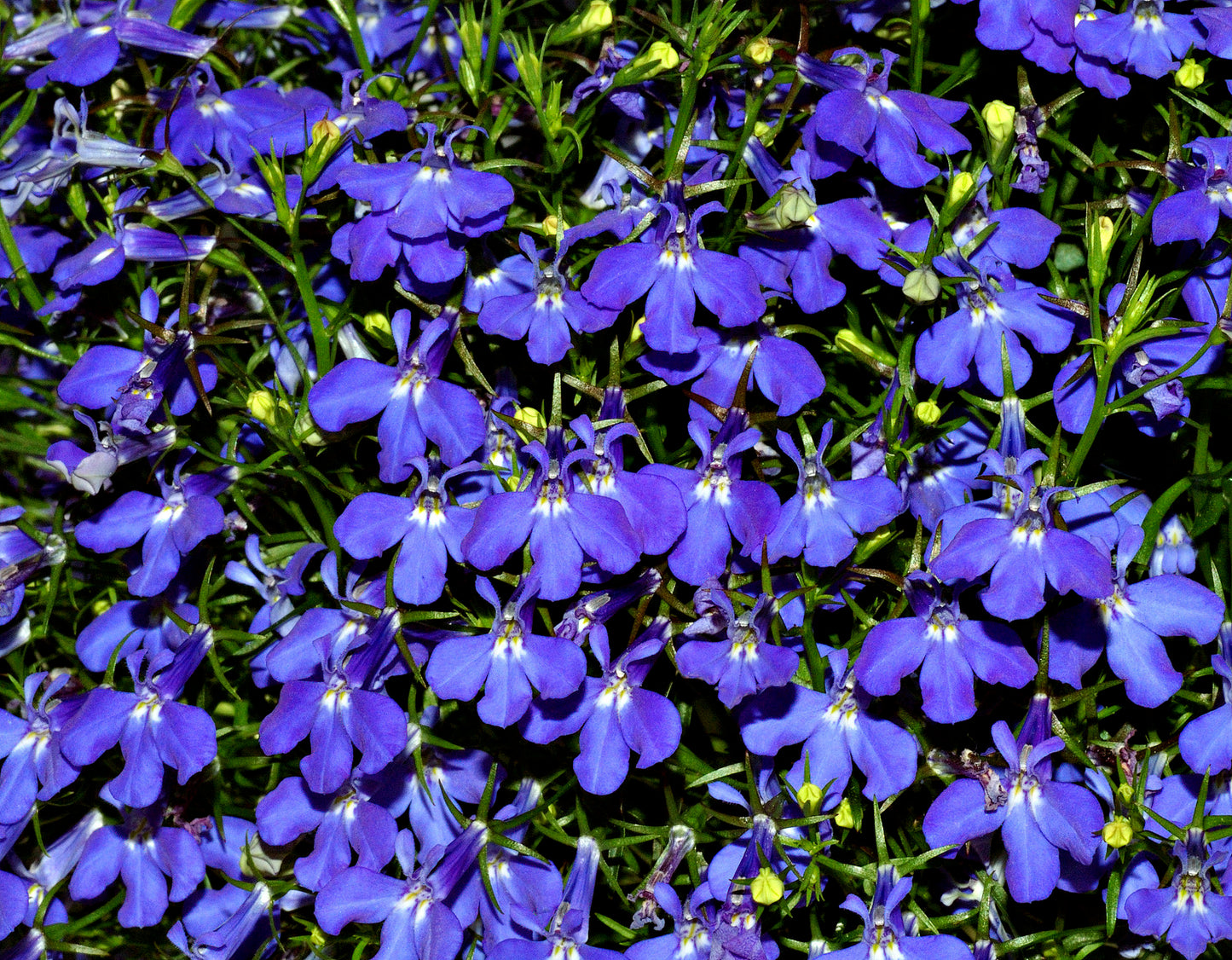 100Pcs Blue Lobelia Seeds, Great for Rock Borders, Flower