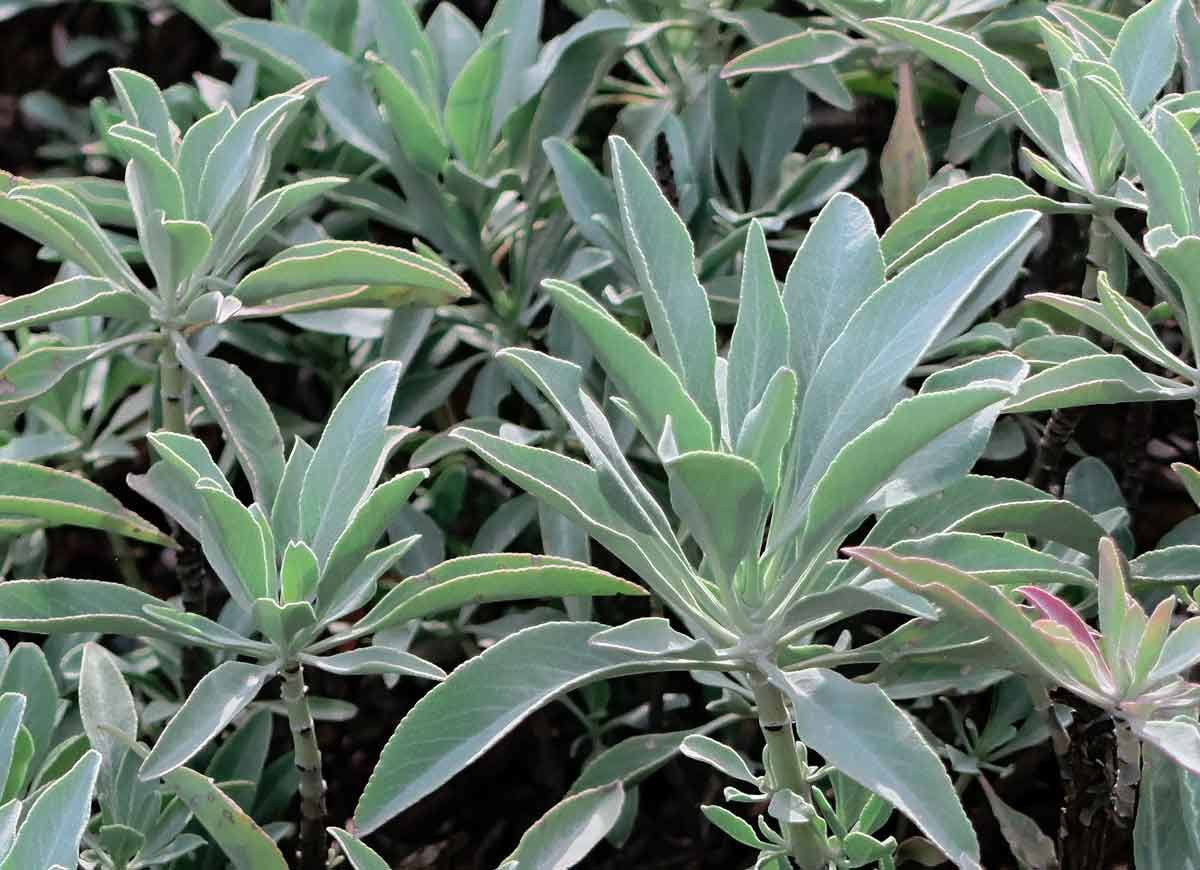 White Sage Flower Seeds