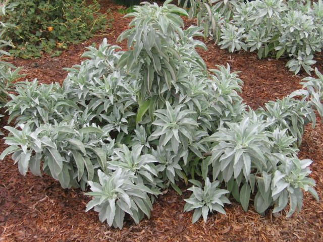 50Pcs White Sage (Salvia apiana) Flower Seeds