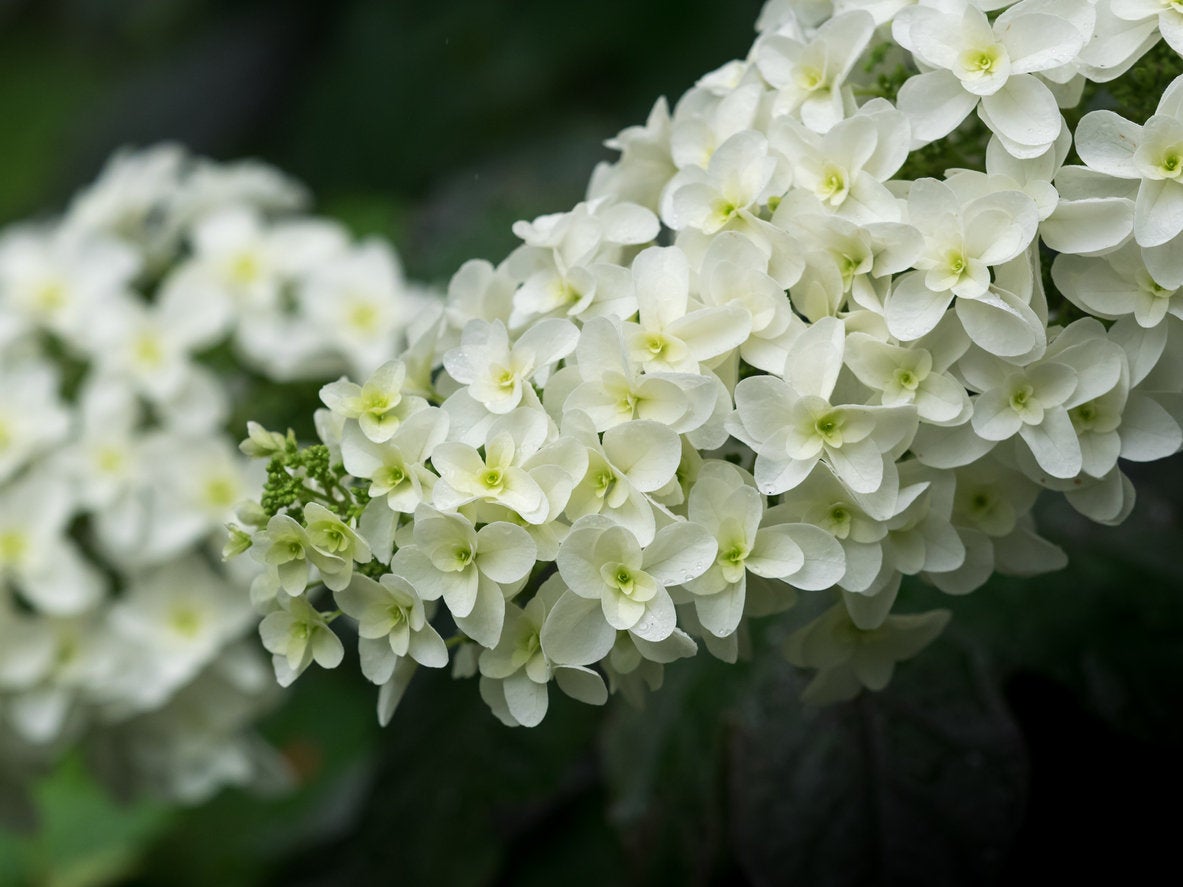 50Pcs Oakleaf Hydrangea (Hydrangea quercifolia) Flower Seeds