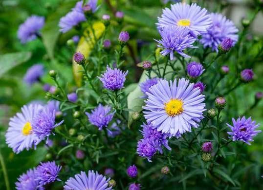 20Pcs Aromatic Aster (Aster Oblongifolius) Flower Seeds