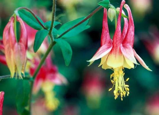 100Pcs Wild Columbine (Aquilegia canadensis) Flower Seeds