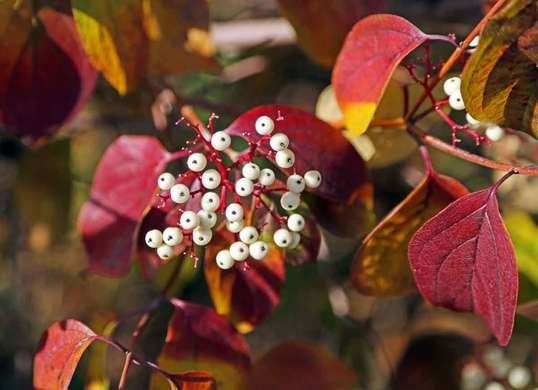 20Pcs Red Twig Dogwood: Fall Feeding Flower Seeds