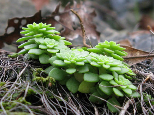 20Pcs Nevius Stonecrop (Sedum nevii) Seeds