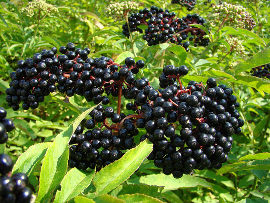 20Pcs Elderberry (Sambucus canadensis) Seeds