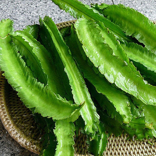 10Pcs Winged Bean Seeds (Psophocarpus tetragonolobus)