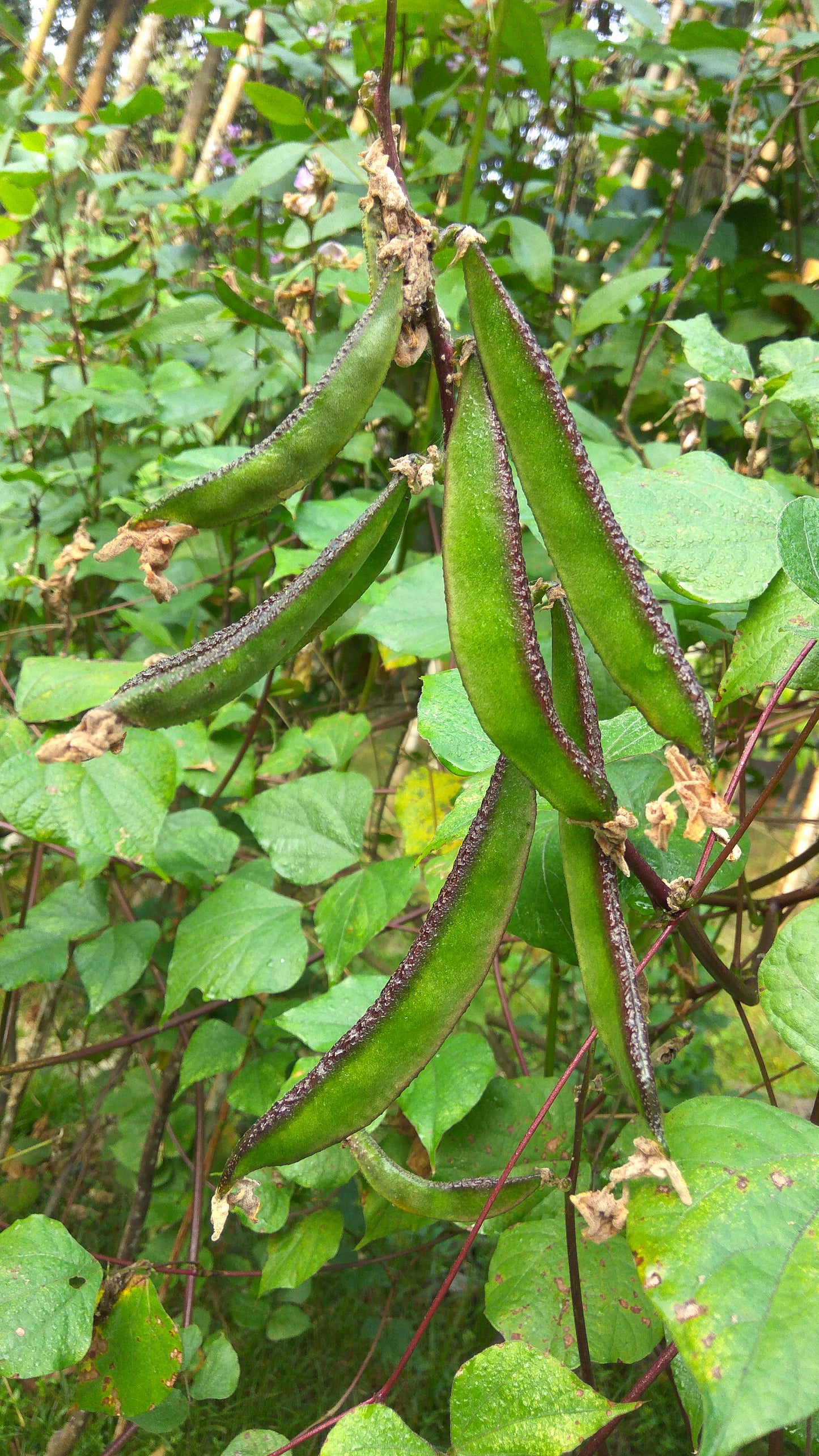 10Pcs Winged Bean Seeds (Psophocarpus tetragonolobus)