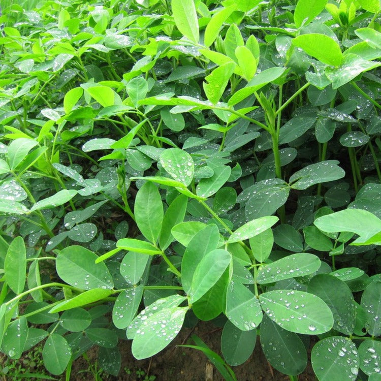 10Pcs Peanut Seeds