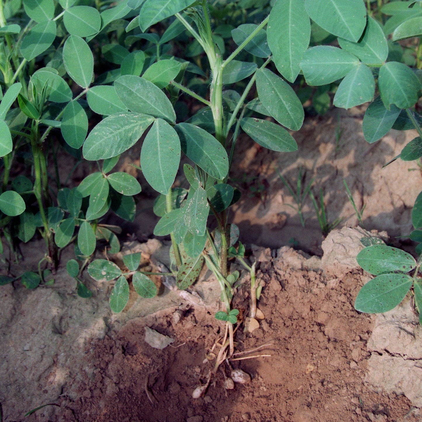 10Pcs Peanut Seeds