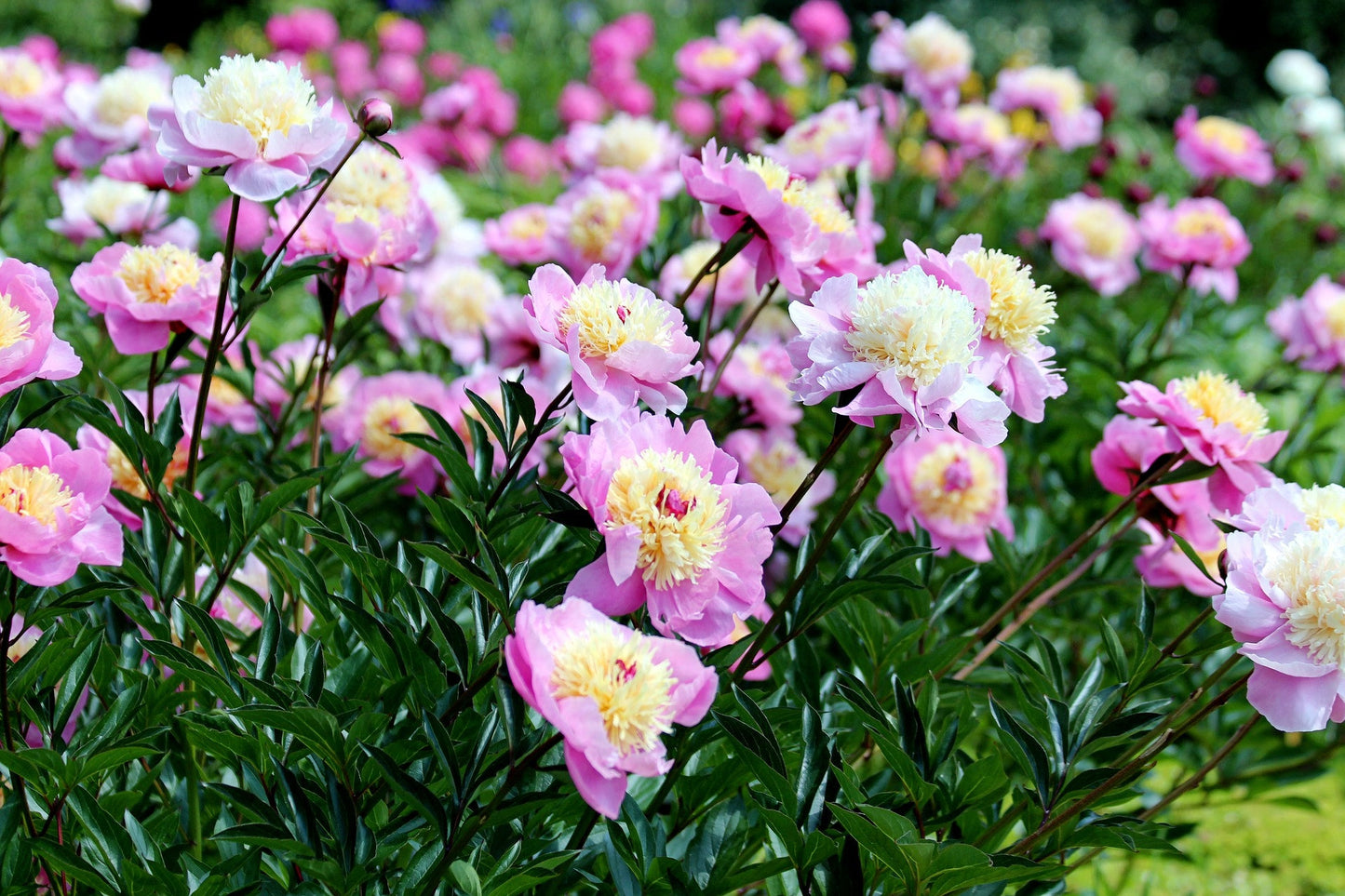 10Pcs Peony Flower Seeds, Attracts Bees and Butterflies, Honey Bee Flower