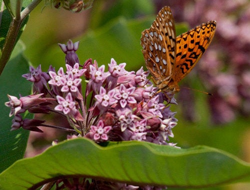 50Pcs Milkweed Flower Seeds, Attracts Bees and Butterflies