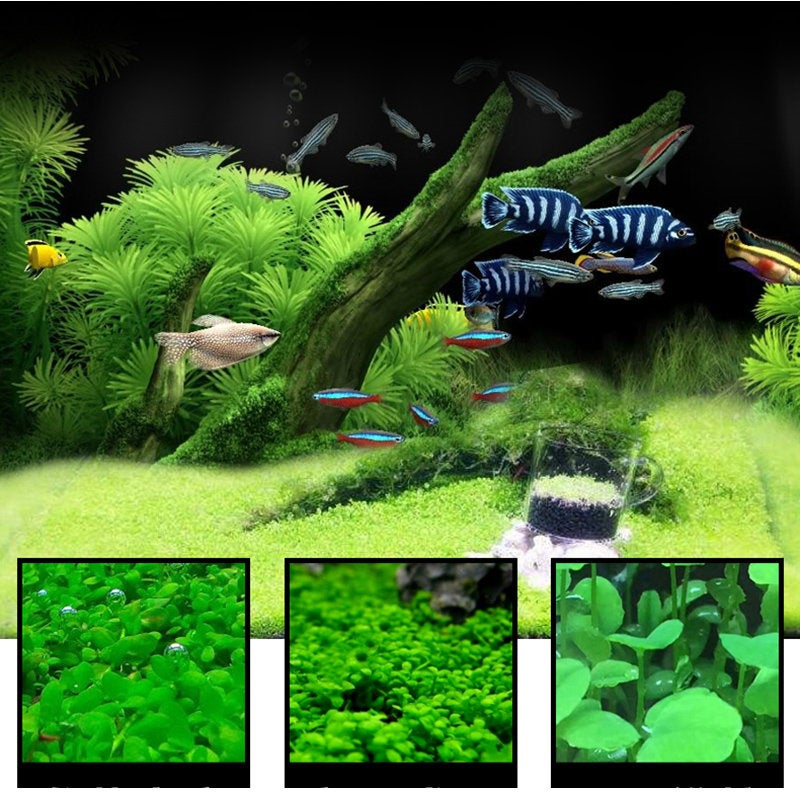 7 Styles - Aquarium Grass Seeds, Easy To Grow, Aquarium Seeds