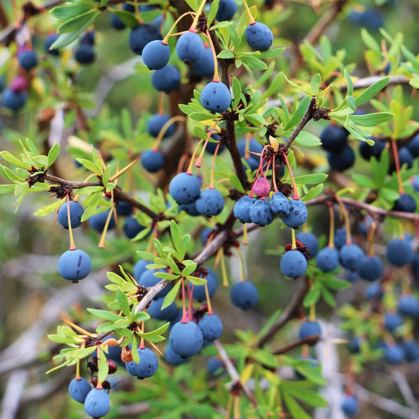 50Pcs Calafate Berry (Berberis microphylla) Berry Seeds