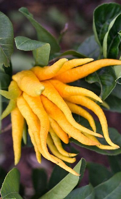 50Pcs Buddha's Hand (Citrus medica var. sarcodactylis) Plant Seeds