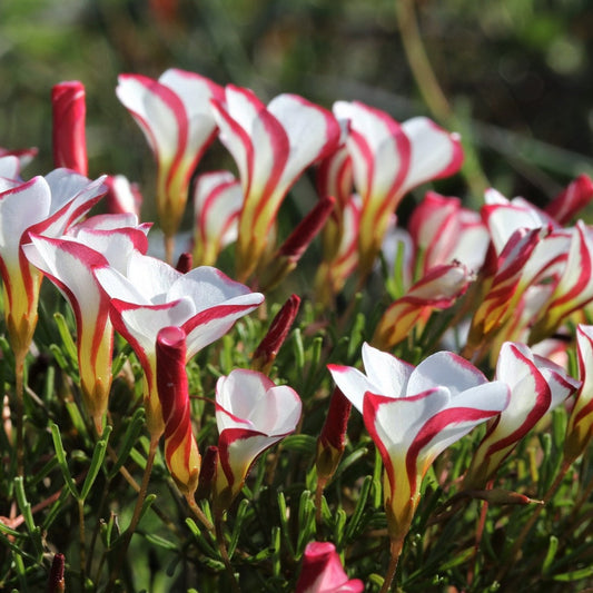 100Pcs Candy Cane Sorrel Flower Seeds, Oxalis Versicolor, Flower Seeds